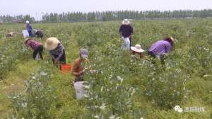 蚕豆种植效益(澧县官垸镇大面积种植蚕豆，效益还不错)