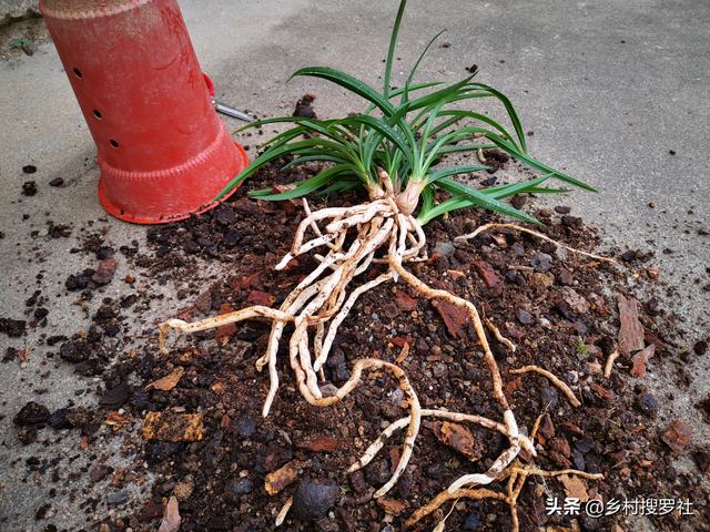 快递来的下山兰，如何种植才易成活？这几个细节需要注意