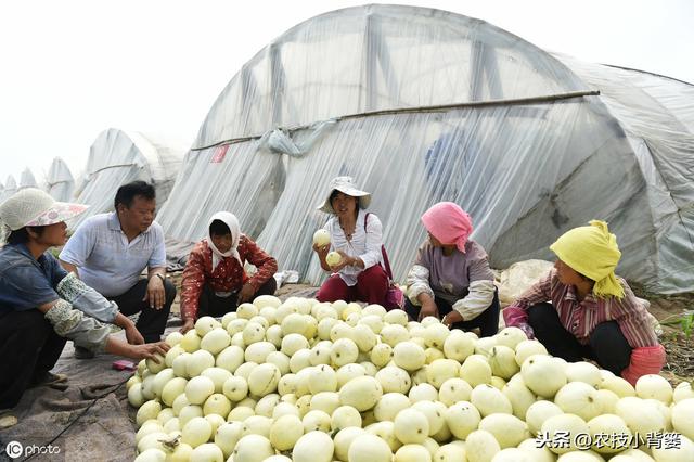 甜瓜如何种植才能高产？这13项实用管理细节要做好！