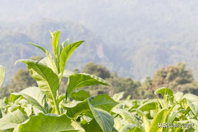 烤烟高质量栽培技术，种植户不要错过，加快农民脱贫致富步伐