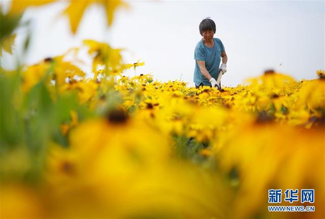 中药材种植绽放“美丽经济”