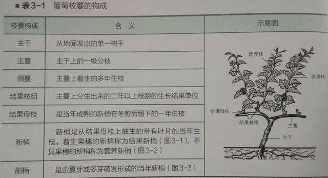 第一年种葡萄，该怎么管理？讲讲第一年种葡萄的6个管理关键点