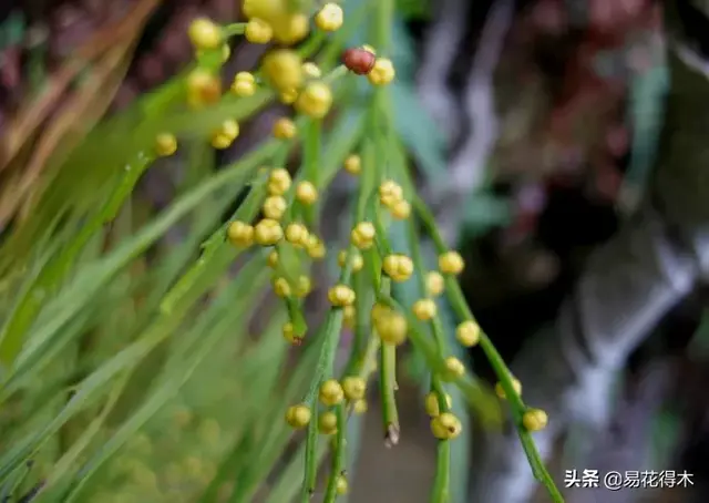 松叶蕨属于小型蕨，株形优美，适合假山奇石点缀，如何栽培？