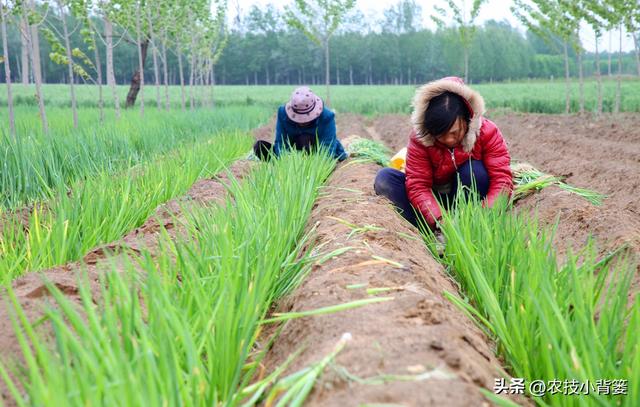 怎样让大葱的葱白更粗更长、产量品质更好？告诉你9个种植技巧