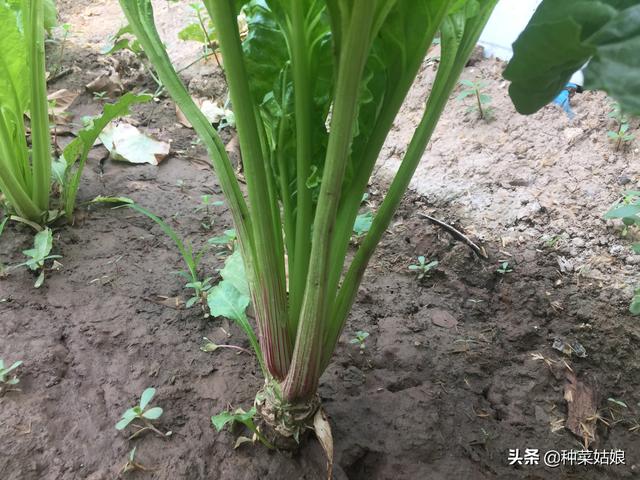 春天，我要种这10种菜，3种生长迅速，3种种植简单，4种多次采收