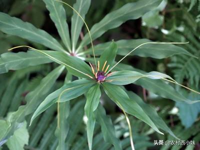 七叶一枝花种植技术