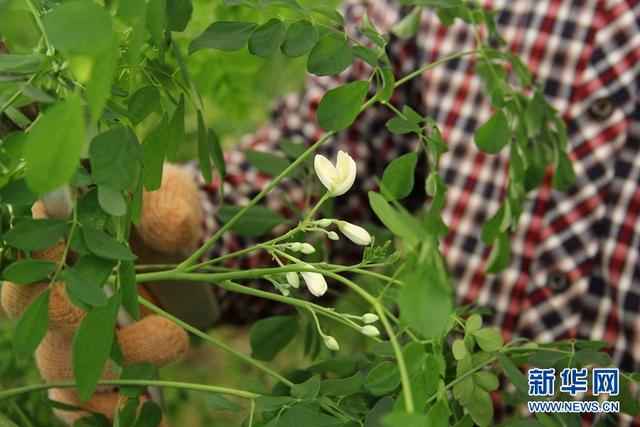 辣木是怎样的“神奇植物”？来云南这所高校看一看尝一尝