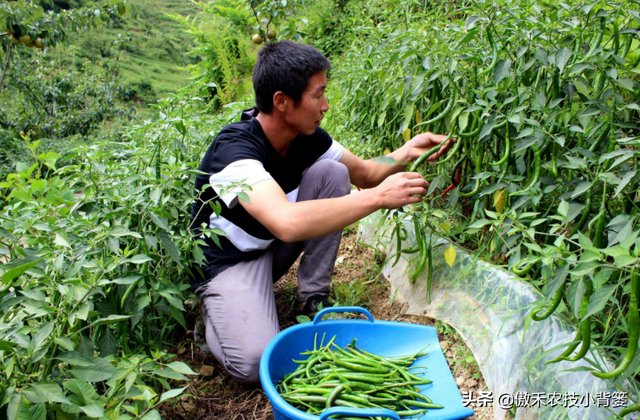 辣椒怎样种植才能更高产？这8个辣椒增产管理技巧请用好