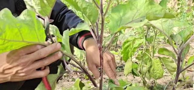 农村小伙爱给茄子做手术，连续生长2年变成树，一年四季结果啥样