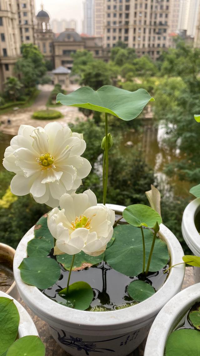 莲花界的“迷你”品种—碗莲，植株不大，花朵很美，阳台也能养