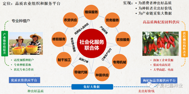 “良种+良方”枸杞高效种植模式，高产稳产不是梦