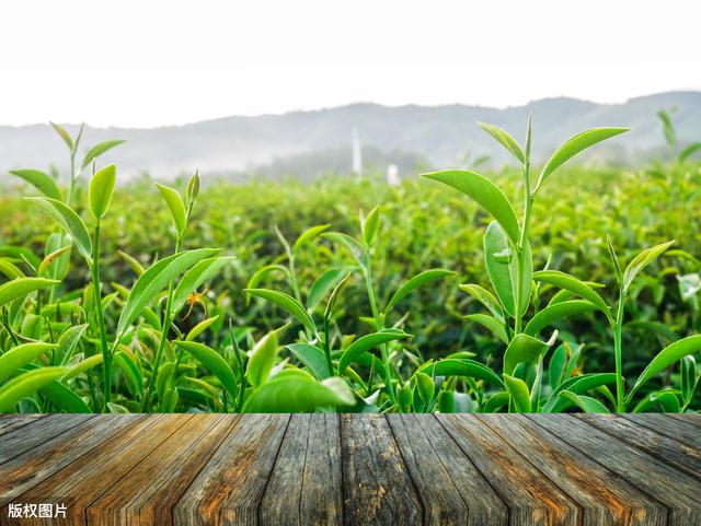 高产绿茶种植技术，抓住这7个要点，保证绿茶的质量