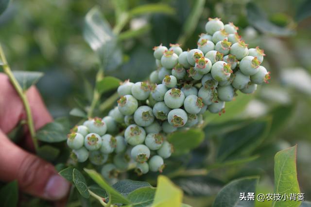 种植蓝莓怎么挑选优良品种？16个蓝莓品种由你自己选