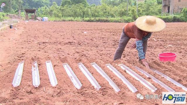 德庆紫淮山种植为农民增收带来希望