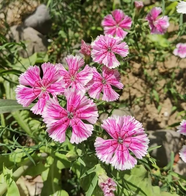 我的花草日记——看图写画，记录今天院子里默默绽放的花花草草