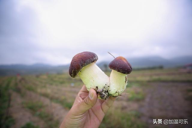 看小小赤松茸 如何“种”出脱贫路