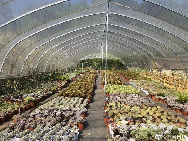 石坝村90后的种植新尝试多肉类植物1年营收已达7万元