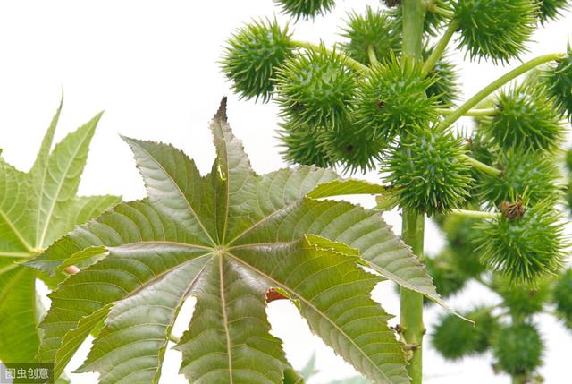 蓖麻的种植密度和播种，学习了这些实用小技巧，产量提高