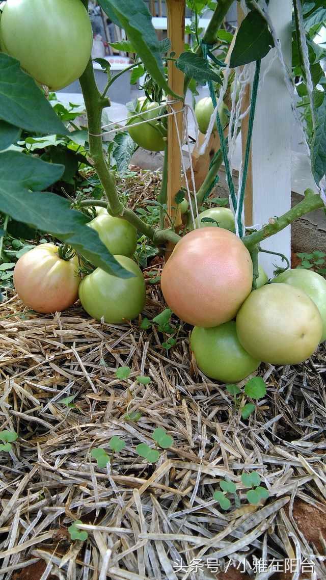 让光秃秃的屋顶变成生机勃勃的小菜园, 找土、种菜、浇水，采摘，方法就这么简单