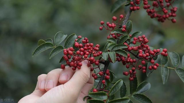 家中常用调味料“花椒”，自己在家种一棵，需要注意什么？