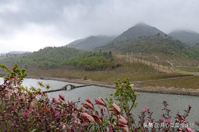 奇！广东小县城漫山遍野红似火，枫叶竟在春天变红，正是观赏季节