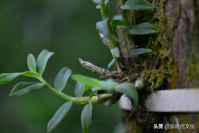 常见的中药材，牛大力怎么种植？你没注意到的细节