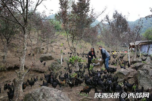 夫妻深山种猪苓养鸡 合力从一贫如洗到小康富足