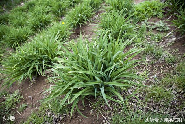 黄花菜种植简单，种一次连续采收十几年，不妨一试