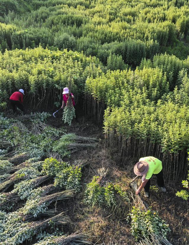 #（经济）湖南常宁：特色艾草产业助增收