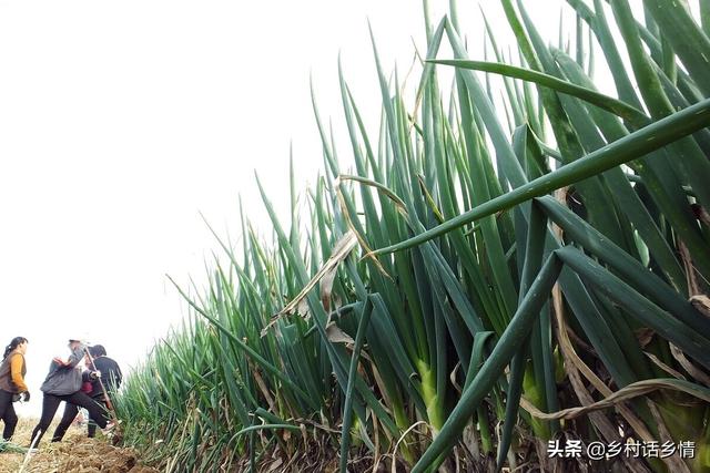 家里一直保存下来的四个种植小技巧，增产潜力挺大，无私分享