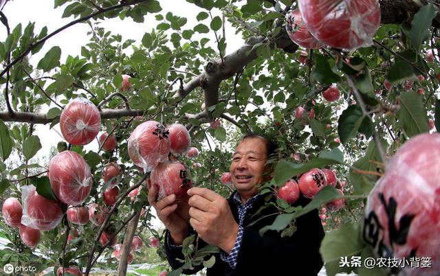 不同树龄、树势、生长期的苹果树，需要不同的修剪方法，你会用吗