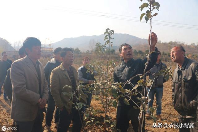 不同树龄、树势、生长期的苹果树，需要不同的修剪方法，你会用吗