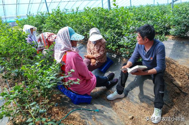 种植健壮高产蓝莓，怎样选苗、选地、改土、调酸？怎样科学定植？