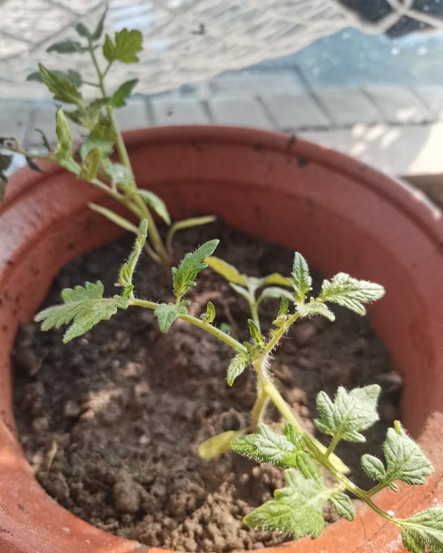 家庭种菜之小番茄的“种植方法”，越长越壮实茂盛，果子非常多