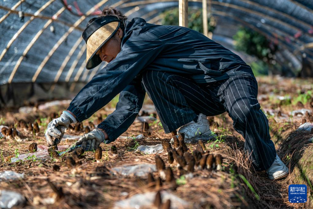 云南香格里拉：羊肚菌产业助农增收