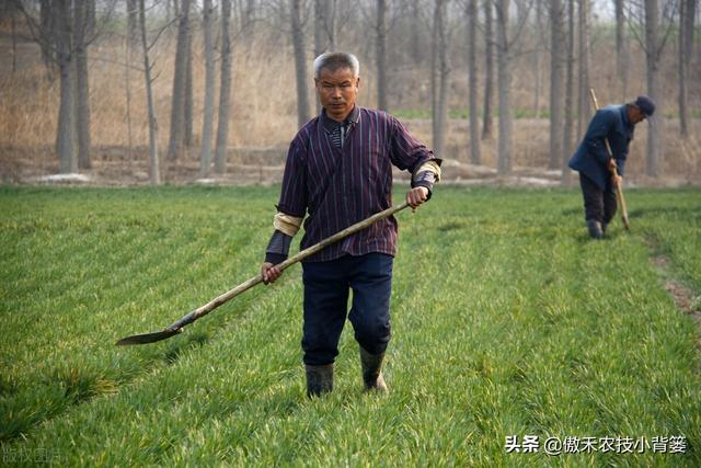 麦地里的节节麦杂草难防治？选对药物、找准时机、用对方法并不难