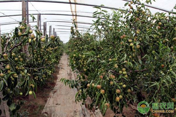 冬枣种植前景如何？冬枣种植成本和效益分析