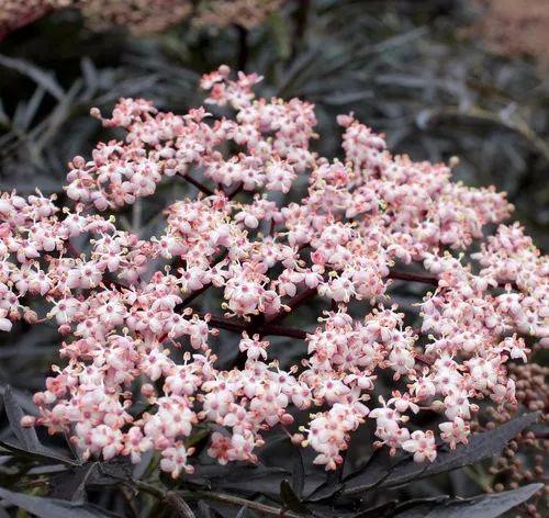 院子可养这15种低矮灌木花卉，种出一片迷人花丛，能不停开花