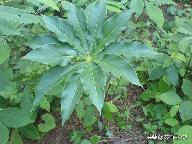 七叶一枝花种植技术