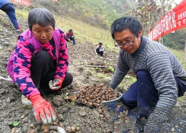 3个适合河南种植的道地药材，亩收入1.5~3万元，药效好，收益高！