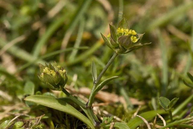 柴胡种植方案，从种植到病虫害防治，建议收藏