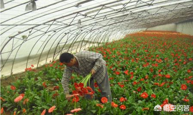 农村致富新出路，花卉种植大有可为