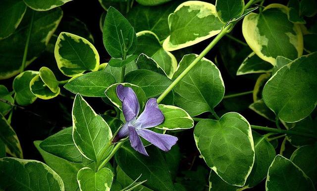 随意栽种长出成片花叶蔓长春，叶子翠绿开紫花，比常见花还好看