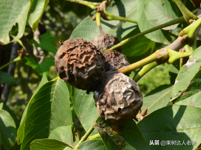 每年核桃都腐烂严重，什么原因引起，怎么防治比较好呢