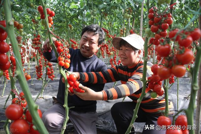 从播种到采收，手把手教你种植高产优质的西红柿