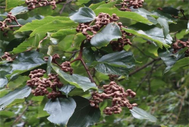 种植拐枣高产管理措施、学会科学的田间管理，提高产量并不难