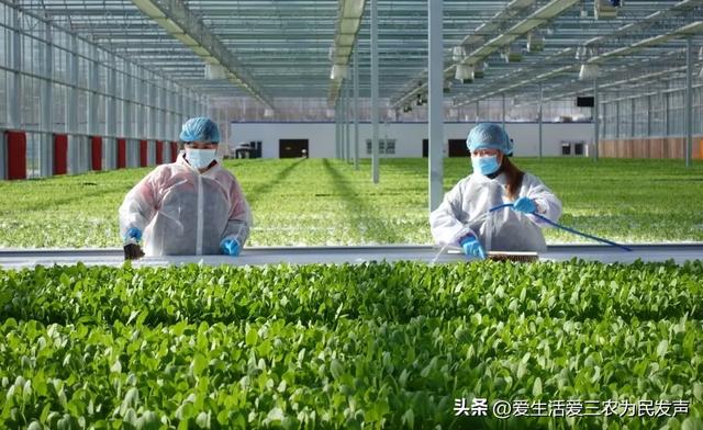 亩产4000斤，10元1公斤不愁卖，种植什么蔬菜利润这么高？