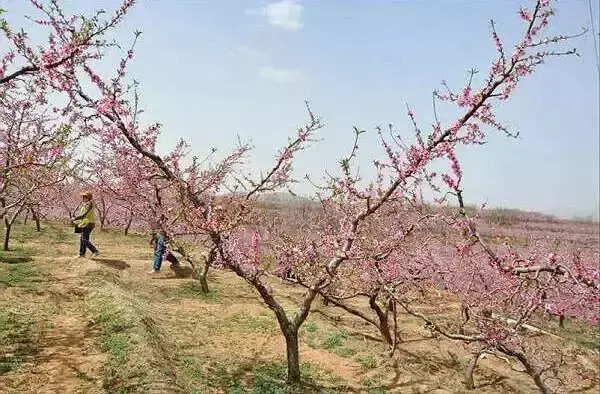 这样种桃树才是科学