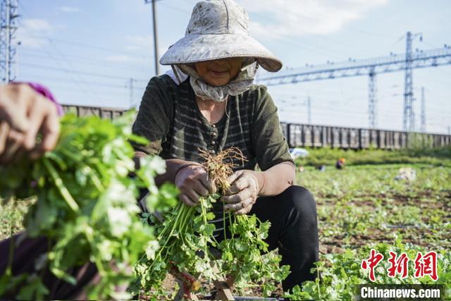 山西上党特色种植助增收 香菜市场“吃香”农村产业振兴