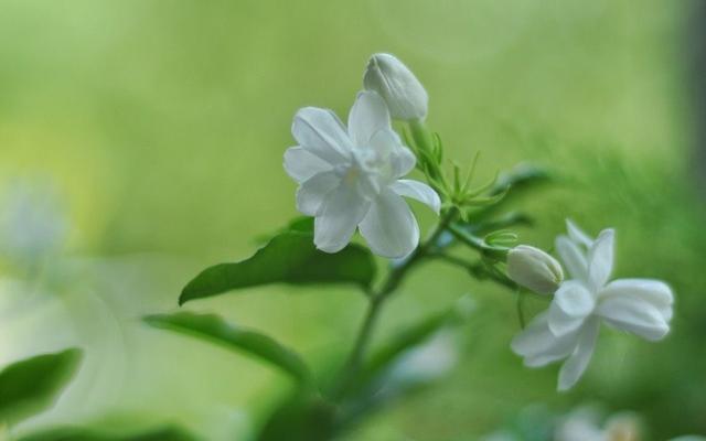 养好茉莉花，认真做好3件事，花满枝头，花朵大非常香